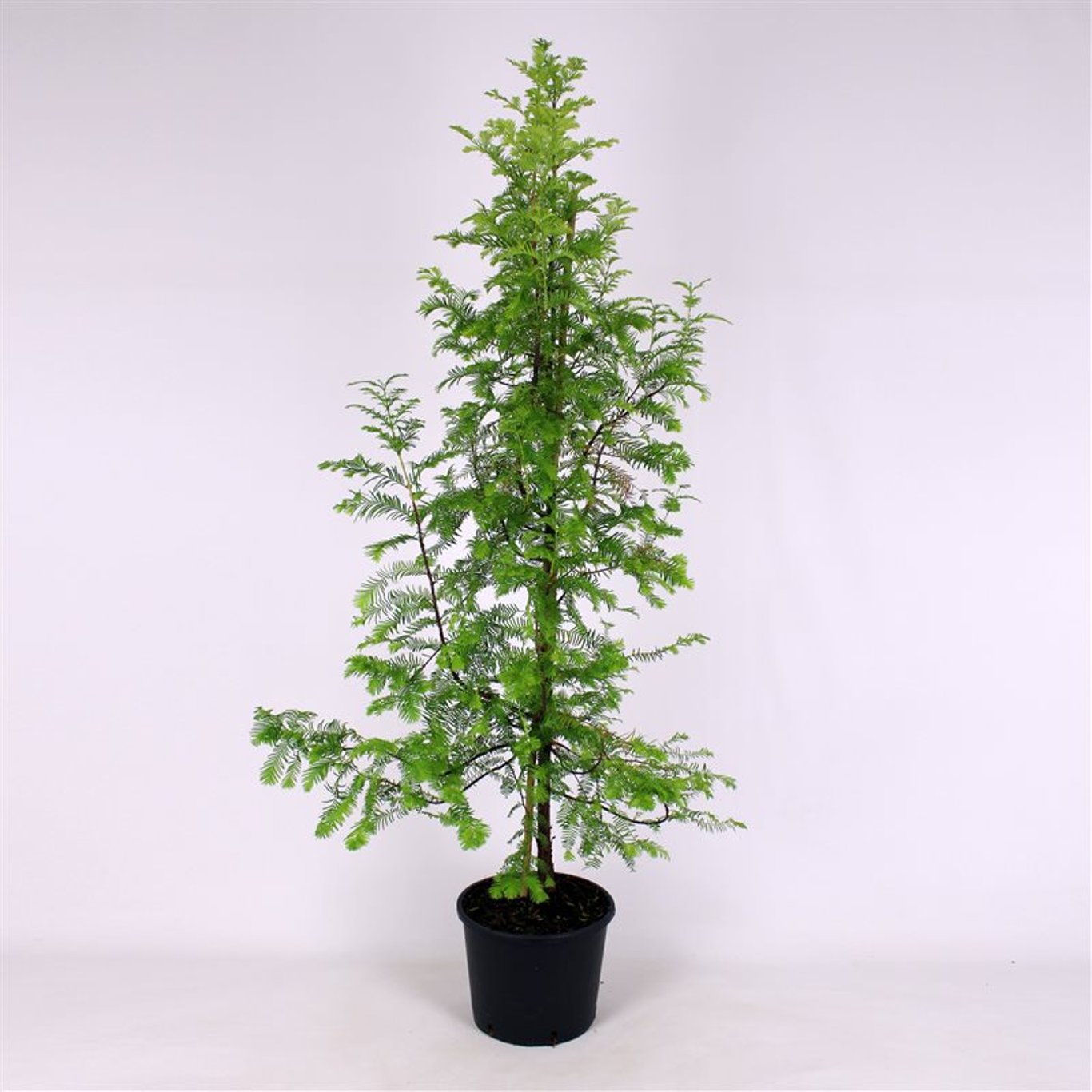 Kinesisk sekvoja – Metasequoia glyptostroboides - C12 150-175 CM